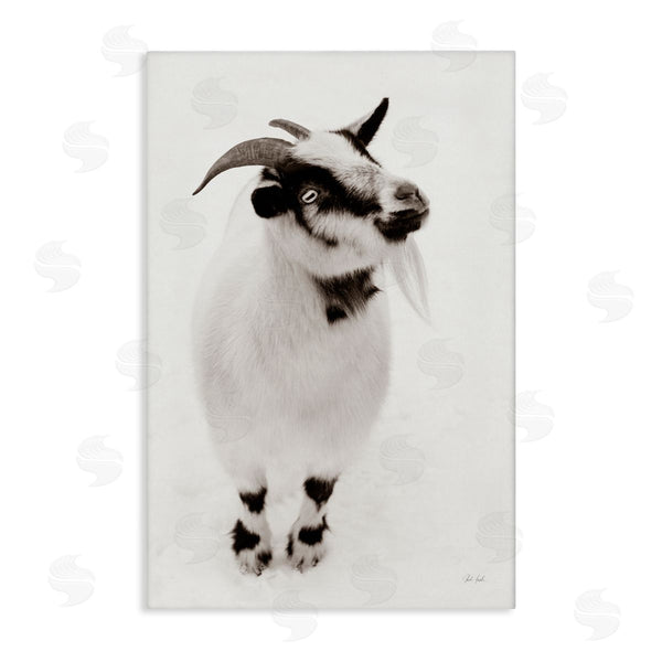 stupell industries Deborah Revell | White Little Goat