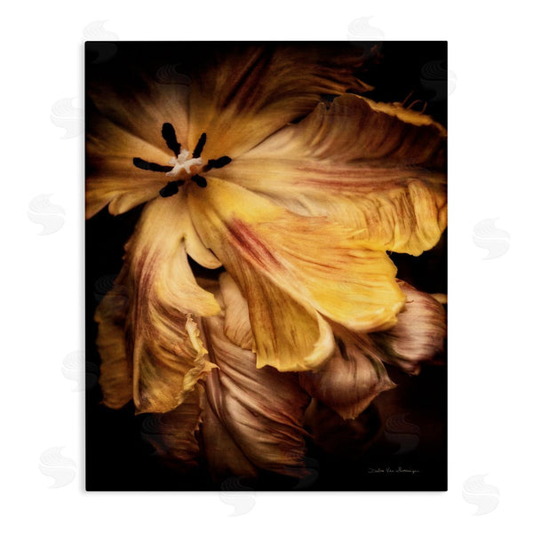 stupell industries Debra Van Swearingen | Modern Hibiscus Photography Wall Art