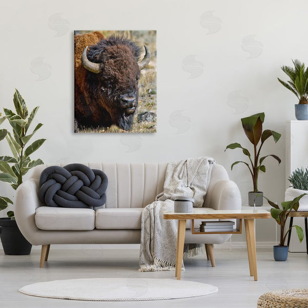 Stupell Industries Dennis Frates | Bison Resting Photography Wall Art