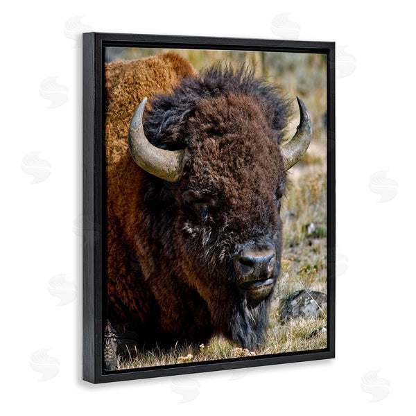 Stupell Industries Dennis Frates | Bison Resting Photography Wall Art