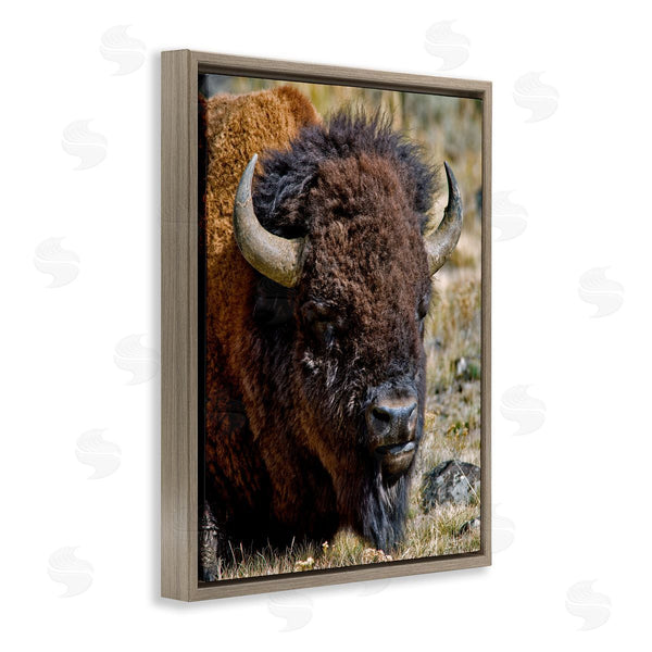 Stupell Industries Dennis Frates | Bison Resting Photography Wall Art