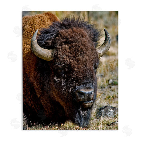 stupell industries Dennis Frates | Bison Resting Photography Wall Art