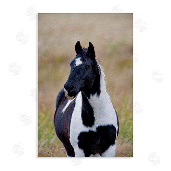 stupell industries Dennis Frates | Black and White Foal