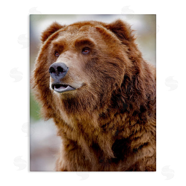stupell industries Dennis Frates | Brown Bear Portrait Wall Art