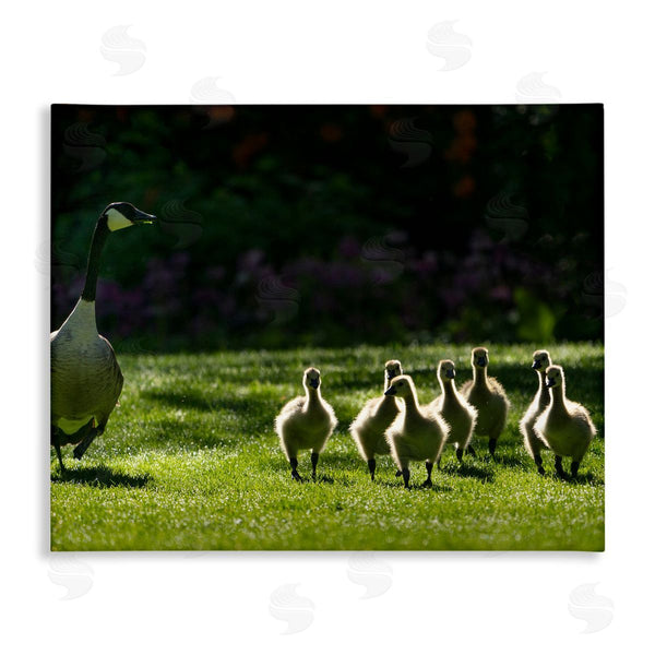 stupell industries Dennis Frates | Goose Family Photography Wall Art