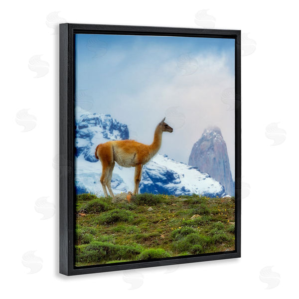 Stupell Industries Dennis Frates | Wild Llama Photography Wall Art