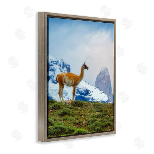 Stupell Industries Dennis Frates | Wild Llama Photography Wall Art