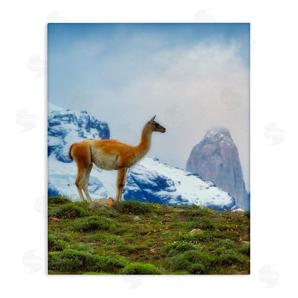 stupell industries Dennis Frates | Wild Llama Photography Wall Art