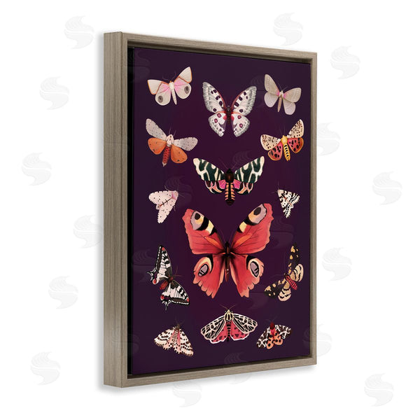 Stupell Industries Diane Neukirch | Vintage Wildlife Moths Wall Art