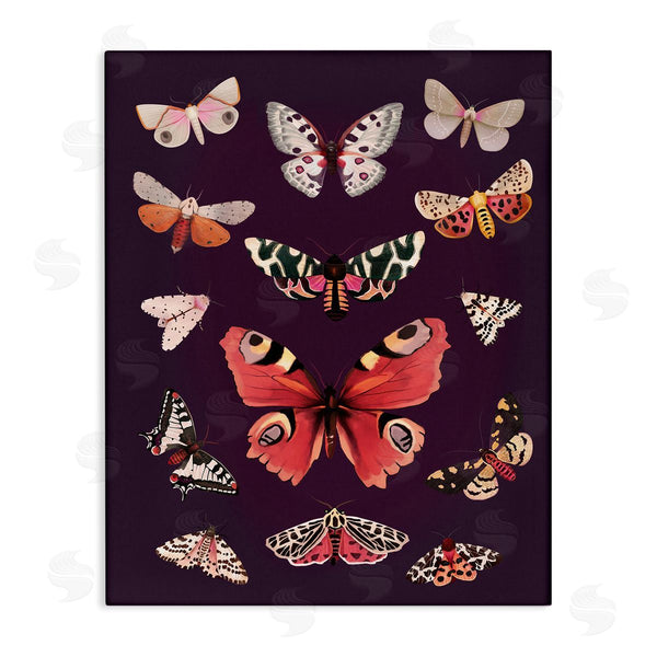 stupell industries Diane Neukirch | Vintage Wildlife Moths Wall Art