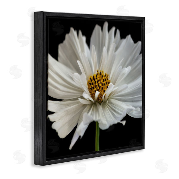 Stupell Industries Dianne Poinski | Luminous White Daisy Floral Details