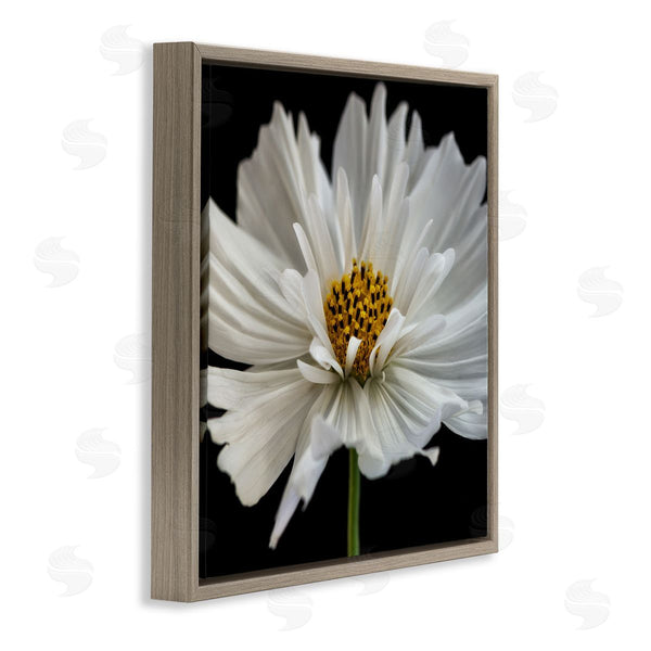 Stupell Industries Dianne Poinski | Luminous White Daisy Floral Details