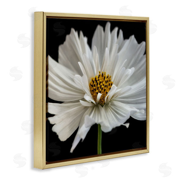 Stupell Industries Dianne Poinski | Luminous White Daisy Floral Details