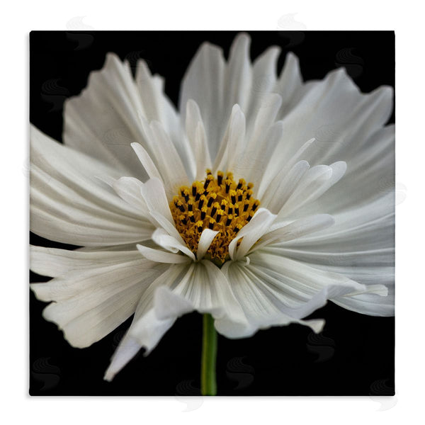 stupell industries Dianne Poinski | Luminous White Daisy Floral Details