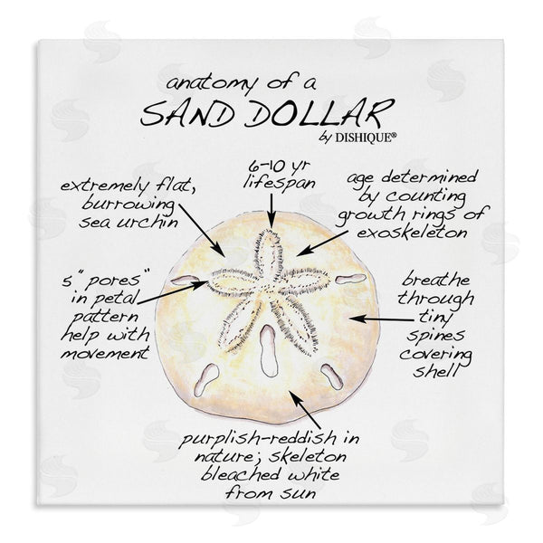stupell industries Dishique | Informative Sand Dollar Learning Chart Nautical Education Wall Art