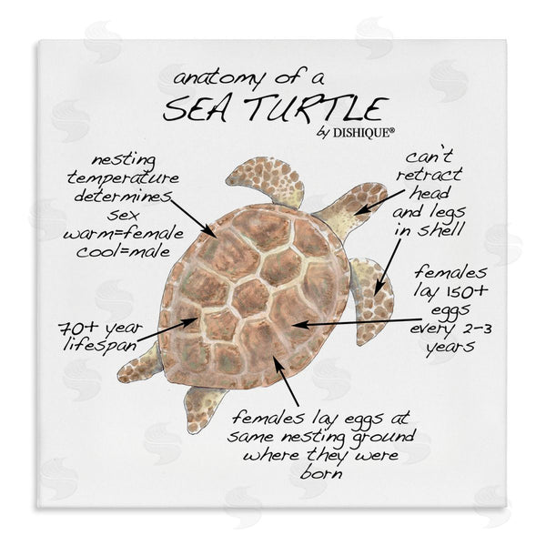 stupell industries Dishique | Sea Turtle Anatomy Marine Life Animal Chart Wall Art