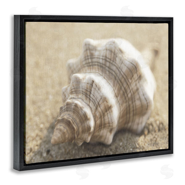 Stupell Industries Dora Rotondella | Neutral Tone Conch Shell