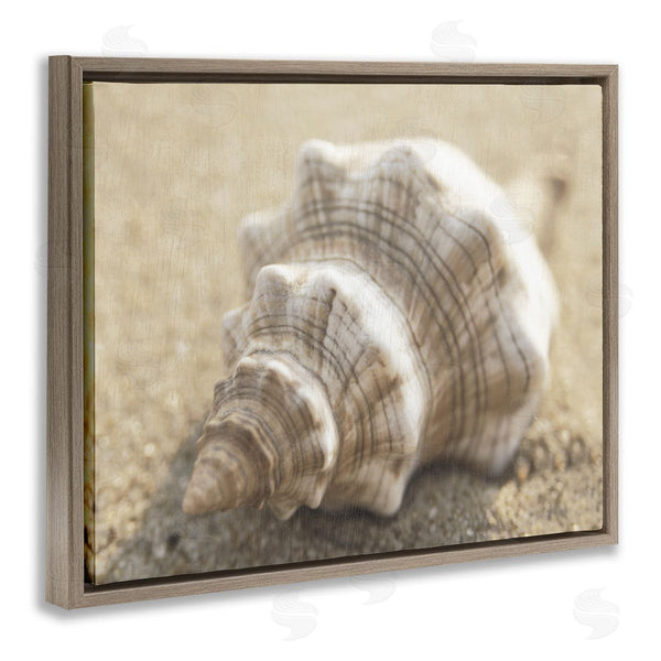 Stupell Industries Dora Rotondella | Neutral Tone Conch Shell