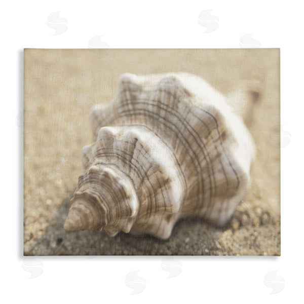 stupell industries Dora Rotondella | Neutral Tone Conch Shell