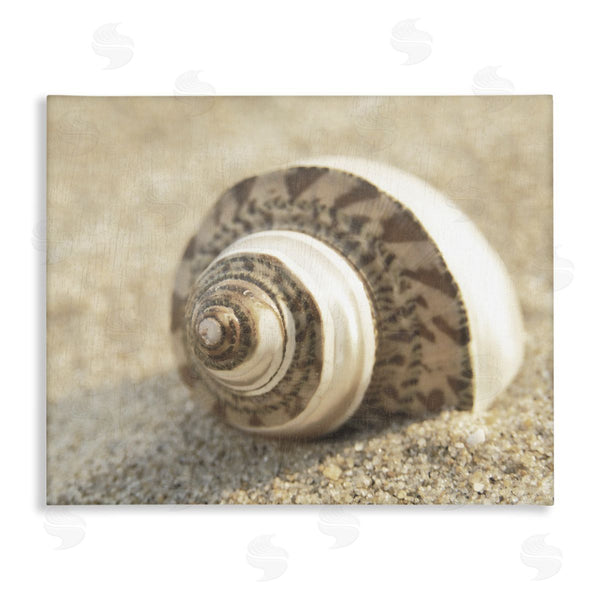 stupell industries Dora Rotondella | Neutral Tone Seashell