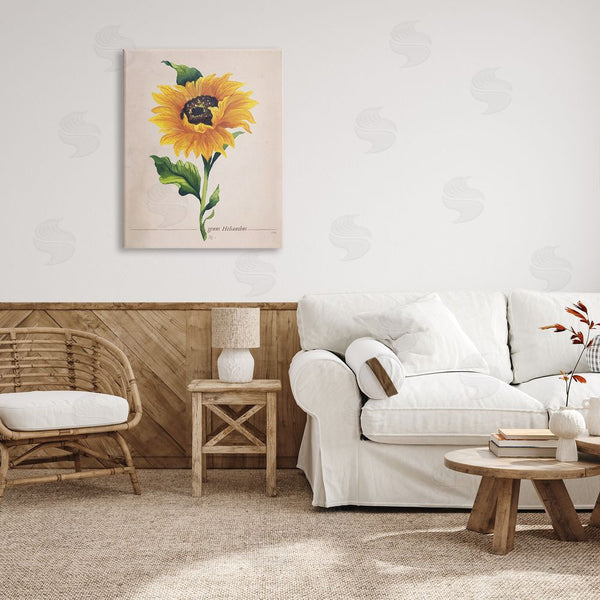 Stupell Industries Elizabeth Medley | Single Sunflower Blossom Genus Name Study Page Wall Art