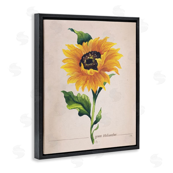 Stupell Industries Elizabeth Medley | Single Sunflower Blossom Genus Name Study Page Wall Art