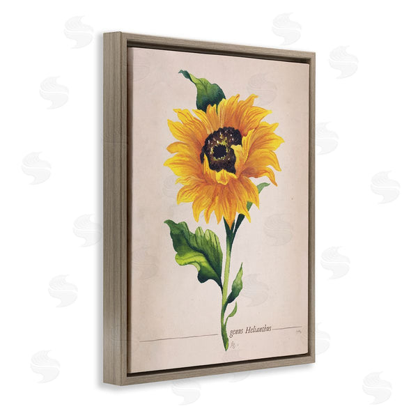 Stupell Industries Elizabeth Medley | Single Sunflower Blossom Genus Name Study Page Wall Art