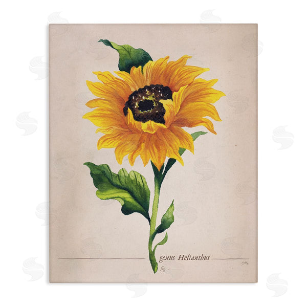 stupell industries Elizabeth Medley | Single Sunflower Blossom Genus Name Study Page Wall Art