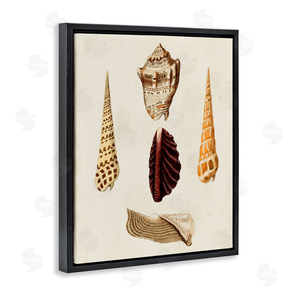 Stupell Industries G.W. Knorr | Antique Brown Sea Shells