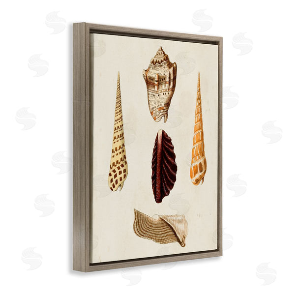 Stupell Industries G.W. Knorr | Antique Brown Sea Shells