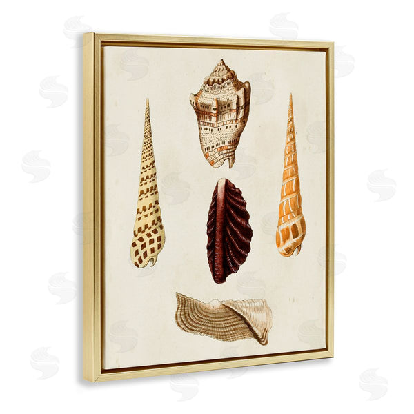 Stupell Industries G.W. Knorr | Antique Brown Sea Shells