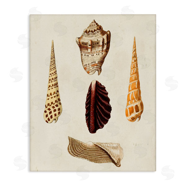 stupell industries G.W. Knorr | Antique Brown Sea Shells
