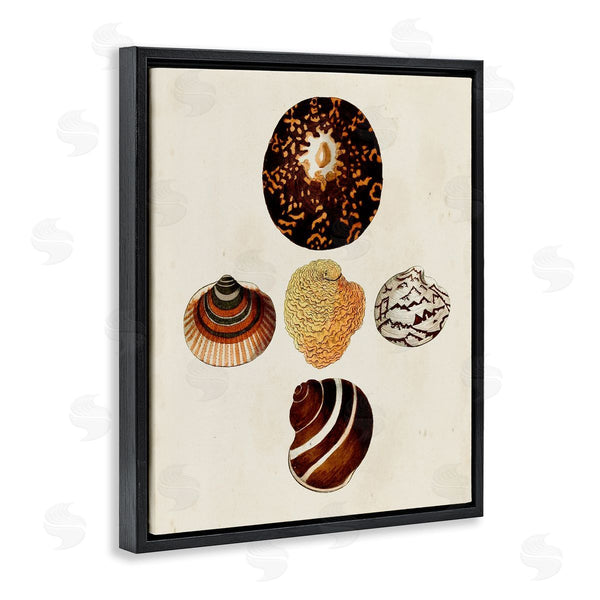 Stupell Industries G.W. Knorr | Antique Round Patterned Sea Shells Wall Art
