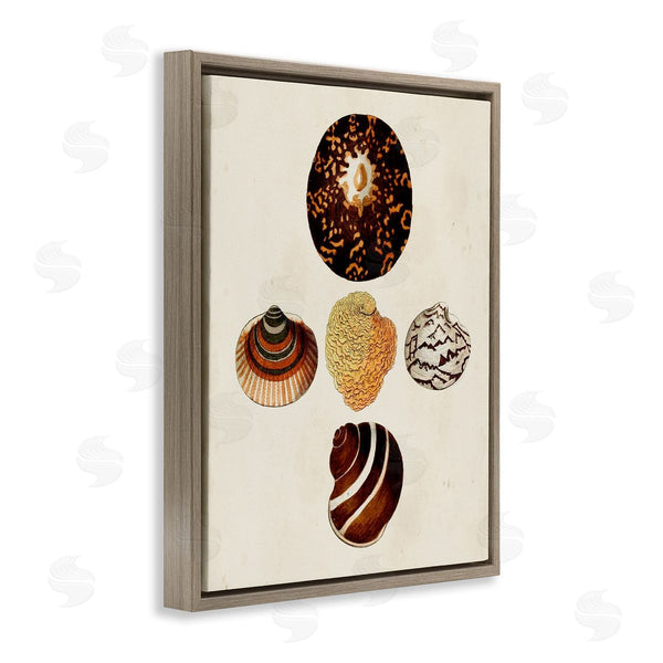 Stupell Industries G.W. Knorr | Antique Round Patterned Sea Shells Wall Art