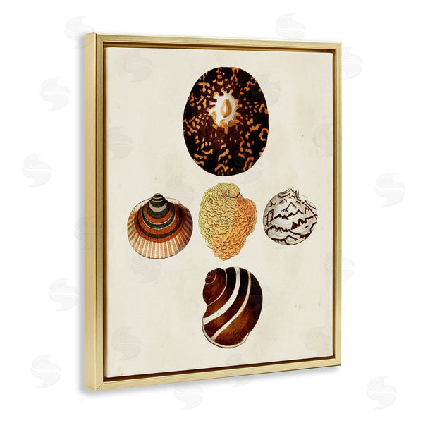 Stupell Industries G.W. Knorr | Antique Round Patterned Sea Shells Wall Art