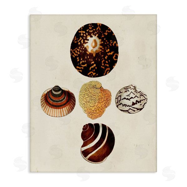 stupell industries G.W. Knorr | Antique Round Patterned Sea Shells Wall Art