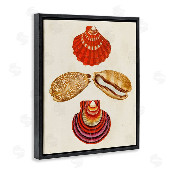 Stupell Industries G.W. Knorr | Antique Speckled Sea Shells