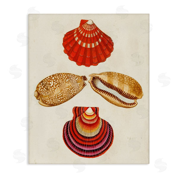 stupell industries G.W. Knorr | Antique Speckled Sea Shells