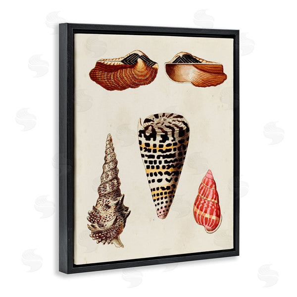 Stupell Industries G.W. Knorr | Antique Spiral Sea Shells