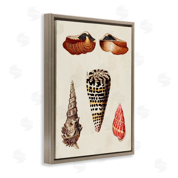 Stupell Industries G.W. Knorr | Antique Spiral Sea Shells