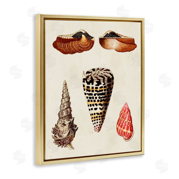 Stupell Industries G.W. Knorr | Antique Spiral Sea Shells