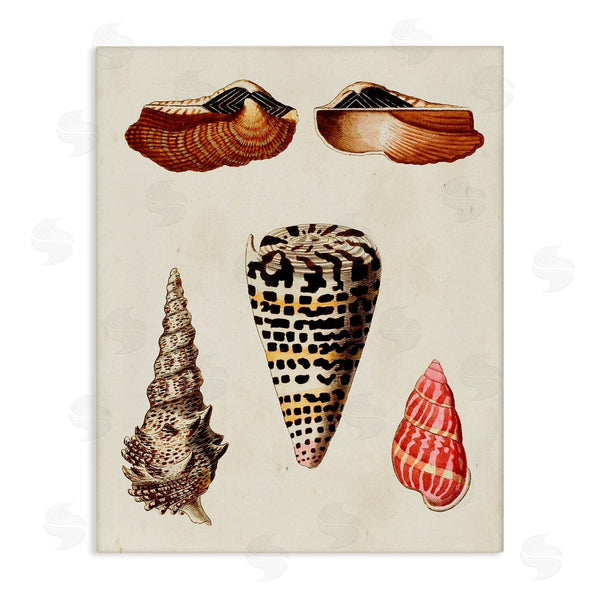 stupell industries G.W. Knorr | Antique Spiral Sea Shells