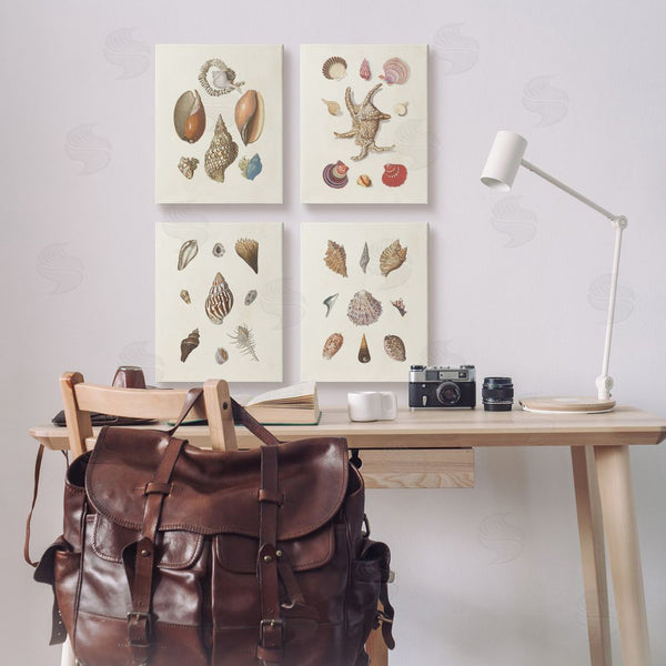 Stupell Industries G.W. Knorr | Seashell Aquatic Life Latin Studies Wall Art