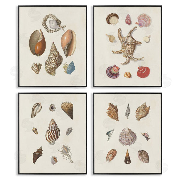 Stupell Industries G.W. Knorr | Seashell Aquatic Life Latin Studies Wall Art