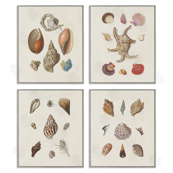 Stupell Industries G.W. Knorr | Seashell Aquatic Life Latin Studies Wall Art