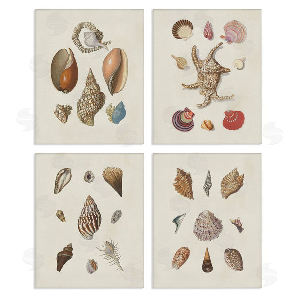 stupell industries G.W. Knorr | Seashell Aquatic Life Latin Studies Wall Art