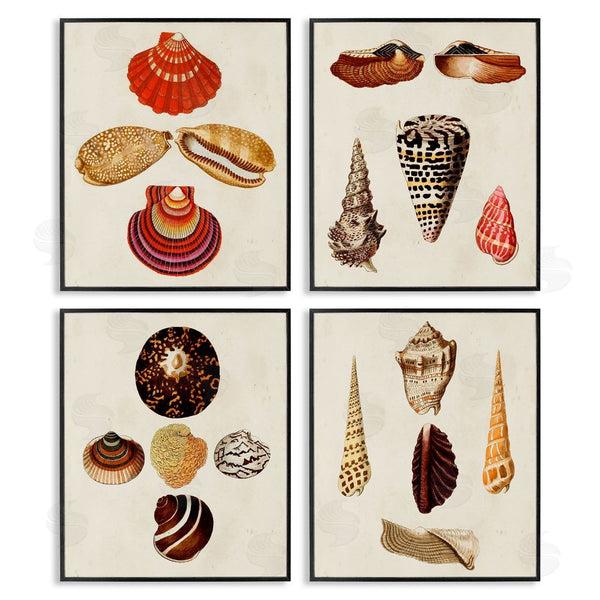 Stupell Industries G.W. Knorr | Vintage Nautical Seashells Warm Tones Wall Art