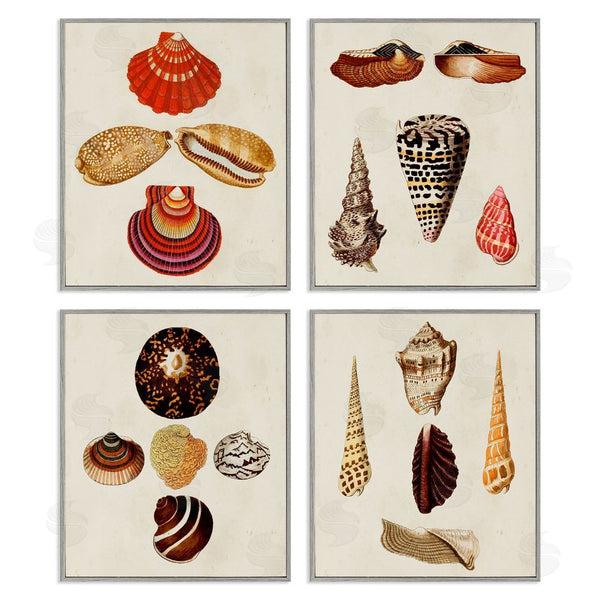 Stupell Industries G.W. Knorr | Vintage Nautical Seashells Warm Tones Wall Art
