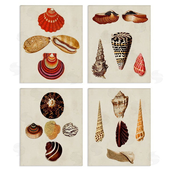 stupell industries G.W. Knorr | Vintage Nautical Seashells Warm Tones Wall Art