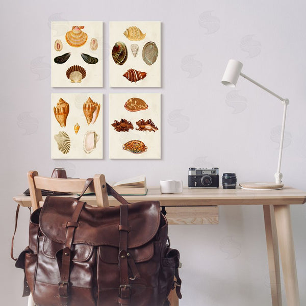 Stupell Industries G.W. Knorr | Vintage Seashell Study Intricate Patterns Wall Art